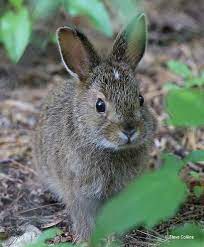 Maybe you would like to learn more about one of these? Baby Snowshoe Hare Cute Animals Baby Animals Animals