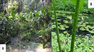 Image result for Lasimorpha