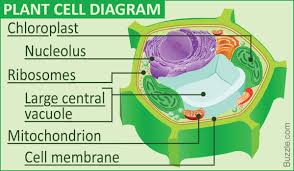 We did not find results for: A Labeled Diagram Of The Plant Cell And Functions Of Its Organelles Plant Cell Diagram Cell Diagram Plant Cell