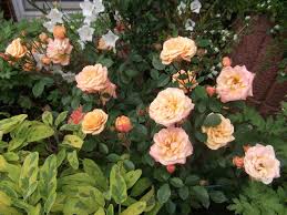 Planting rose bushes in a container. Tantau Rose Apricot Clementine