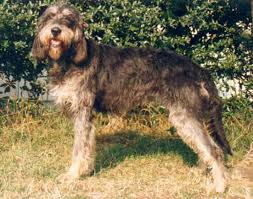 Image result for velký vendéeský hrubosrstý honič