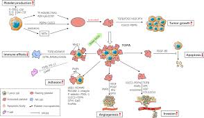 Frontiers | Bidirectional Interaction Between Cancer Cells and Platelets  Provides Potential Strategies for Cancer Therapies