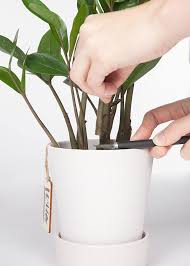 Maybe you would like to learn more about one of these? Wild Interiors How To Propagate A Zz Plant