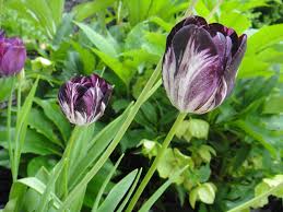 Close Up Of My Gloria Nigrorum And Greuze Tulips Diy Seife Seife