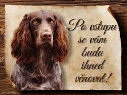 Image result for německý křepelák postava