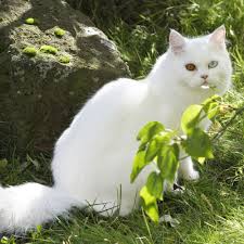 We bring for you the 10 most beautiful cat breed in the word one should own though they are expensive to adopt. 10 Most Beautiful Cat Breeds In The World 2021