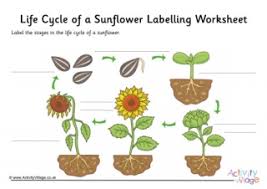 Now that summer is here we thought some summer flowers might be a nice set of printables for your preschooler to work on. Sunflower Worksheets