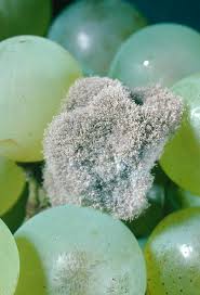 Image result for Botrytis cinerea
