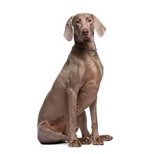weimaraner weimaraner puppies dog breeds big dog breeds