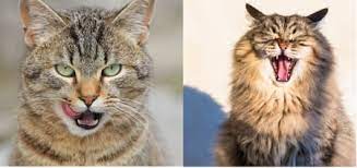 Large amounts of tartar can taste bad and swallowing the infected material may make the cat nauseated too. What It Means If A Cat Keeps Yawning And Licking Its Lips Archie Cat