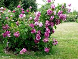 Jenny Duval Rose Photo Rose Photos Flower Garden Rose