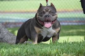 Enter your email address to receive alerts when we have new listings available for american bully puppies for sale uk. Best American Bully Breeders Extreme American Bully Puppies For Sale