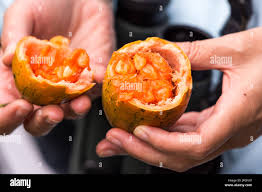 An Open Passion Fruit Showing Bright Orange Seeds Colombia South America Stock Photo Alamy
