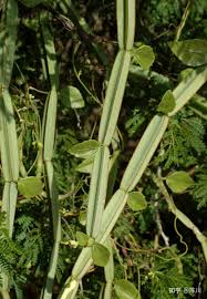 Image result for Dolichos bianoensis