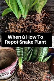 Repotting Snake Plants When And How To Repot Snake Plant Snake Plant Indoor Snake Plant Care Plants
