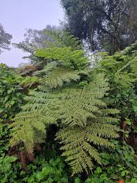 Image result for Cyathea manniana