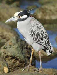 Birds With Yellow Feathers On Head Debbie Stuck To I Herons Cranes Storks Yellow Crowned Night Heron In Seabrook Tx Today Head Toppers Bird Feathers Stork Seabrook