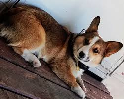 Click here to be notified when new pembroke welsh corgi puppies are listed. Corgi Of Fantasy Farms Hastings Minnesota