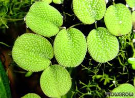 Image result for Salviniaceae