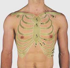 Surface anatomy of anterior chest wall. Thorax Surface Anatomy 4 Edition