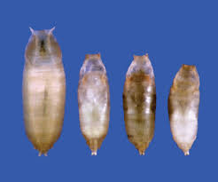 Scientists Find a Maturity Gene – UNews Archive