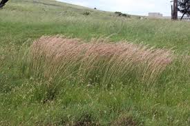 Image result for Hyparrhenia tamba