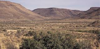 Image result for Plinthus karooicus