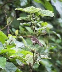 Image result for Girardinia bullosa