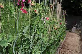 We did not find results for: Growing Sweet Peas As Cut Flowers Give Them A Suitable Support The Tea Break Gardener