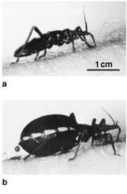 Chagas benannte infektionserkrankung des menschen, die durch das geißeltierchen trypanosoma cruzi (trypanosoma)… Chagas Krankheit Lexikon Der Biologie