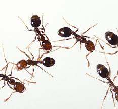 Depend on the experts at pest guard for termite control and household pest control. Above And Beyond Pest Control We Fight What You Fear 352 589 5989