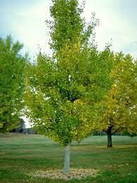 We did not find results for: Ginkgo Biloba Princeton Sentry Ginkgo Biloba Princeton Sentry Van Den Berk Nurseries