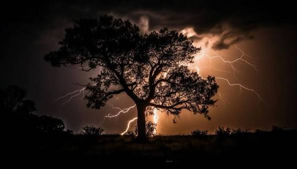 8 Ways to Identify Lightning Strikes on Trees | Sesmas Tree Service