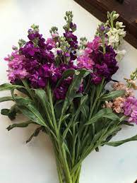 Check spelling or type a new query. 8 Simple Steps To Long Lasting Grocery Store Flowers Alaska Knit Nat