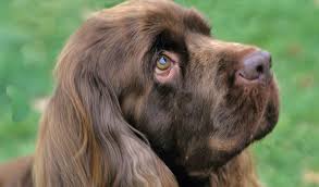 Image result for sussex španěl