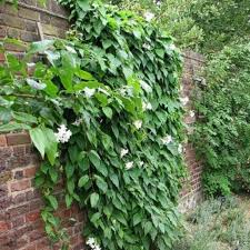 Image result for dipladenie suaveolens obrázek