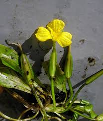 Image result for Ottelia ulvifolia