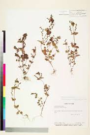 Image result for Veronica javanica