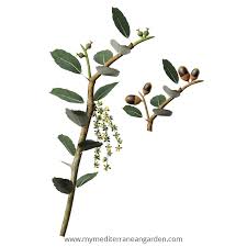 Image result for Quercus suber