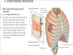 Almost every muscle constitutes one part of a pair of identical bilateral. Ppt Structure Of The Thoracic Wall Powerpoint Presentation Free Download Id 2316796