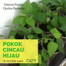 Potensi cincau hitam adalah tinggi di malaysia. Cincau