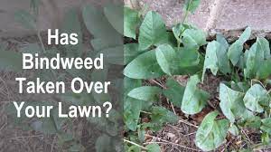 How to remove bindweed vigilance and persistence are the two most useful weapons in your arsenal against bindweed. How To Control Bindweed In A Lawn Without Chemicals Learn How Improper Watering Promotes Bindweed Youtube