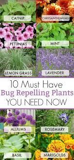 What if we told you that you could drive away the bugs simply by strategically placing some blossoms around your garden and your house? How To Keep Flies Away From Plants How To Do Thing