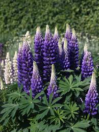 Bei plantura klären wir euch auf, welche lupinenarten ihr ohne bedenken verzehren könnt! Lupine Persian Slipper Alles Erfahren Uber Blute Wuchs Co