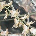 Image result for Diaphananthe bidens