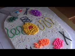 Plant cell science project using household items. Plant Cell Science Project Using Household Items Youtube Cells Project Plant Cell Project Science Projects
