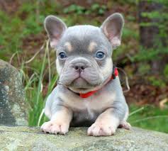 The chicago french bulldog rescue appreciates any amount you can donate. French Bulldog Puppies Blue Tan Puppies For Sale In Ohio Hilltop Acres Frenchies