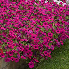 Lilac lavender purple and white polka dot 11 latex helium balloons. Purple Classic Wave Petunia Multiflora Pelleted Stokes Seeds