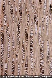 Image result for Staudtia