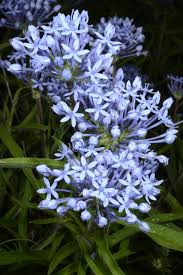 Image result for Pentanisia